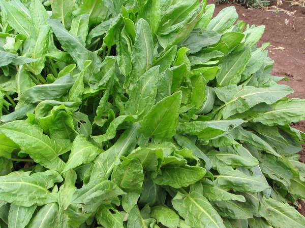 Sorrel leaf benefits